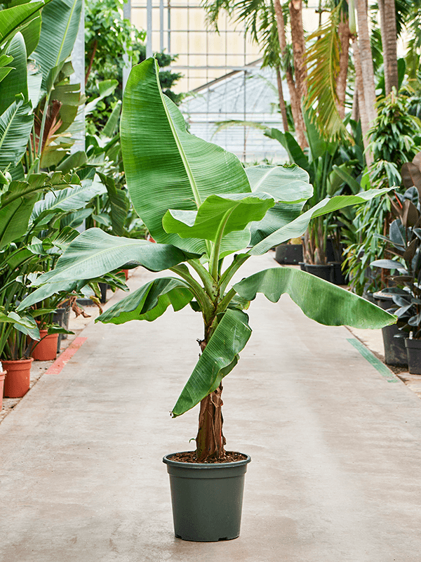banana trees_0