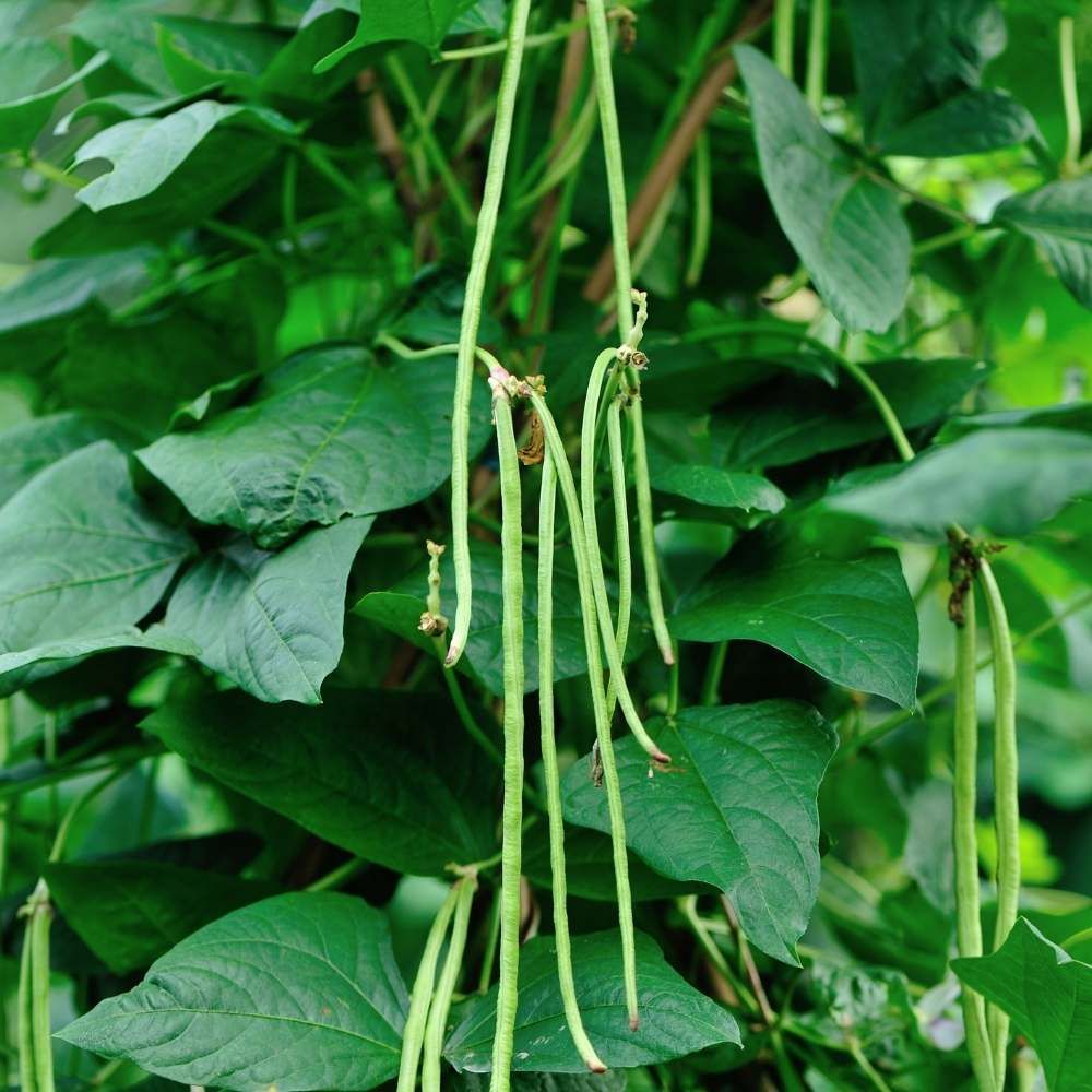 Cowpea leaves_0