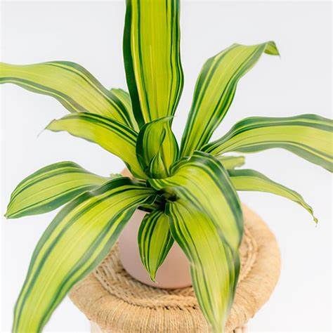 Dracaena _2