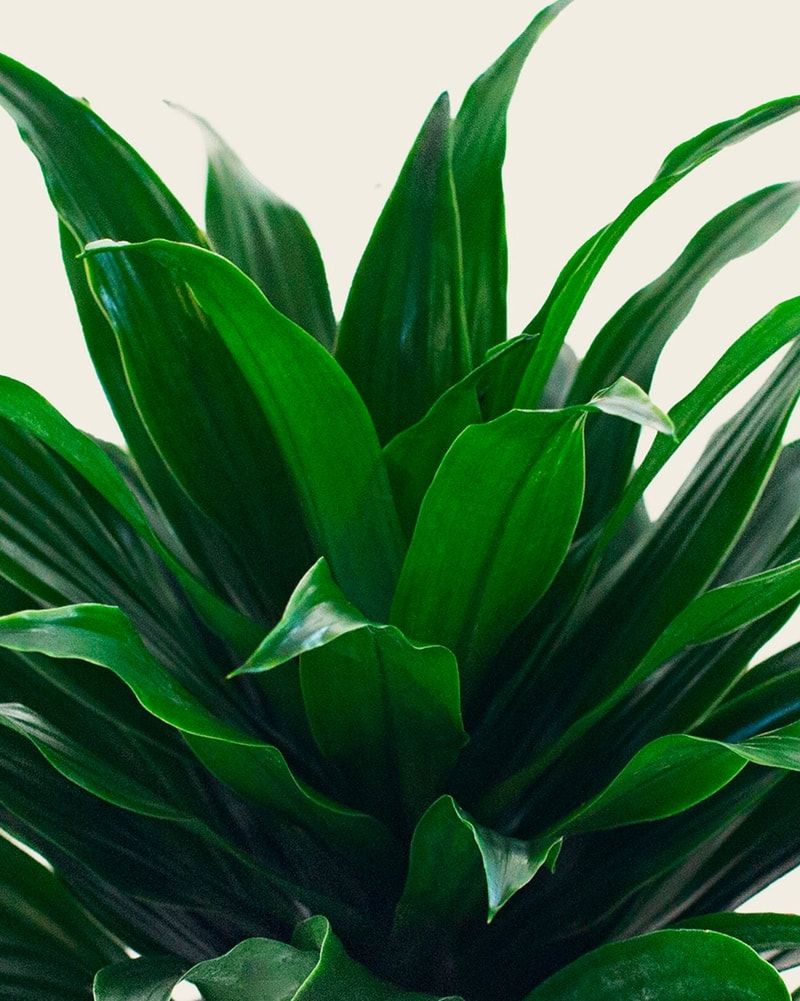 Dracaena _3