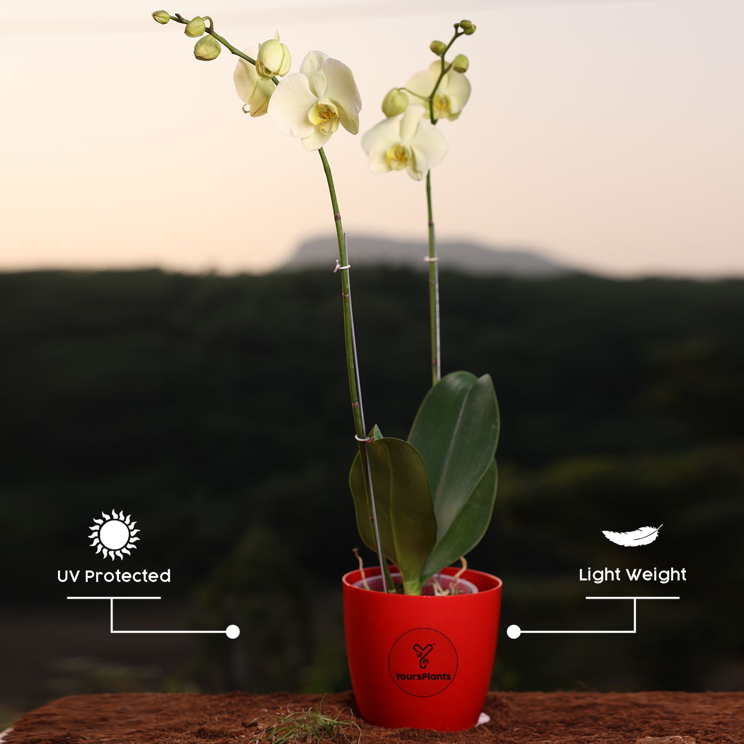 Lemon Phalaenopsis Orchids Flower Plants_2