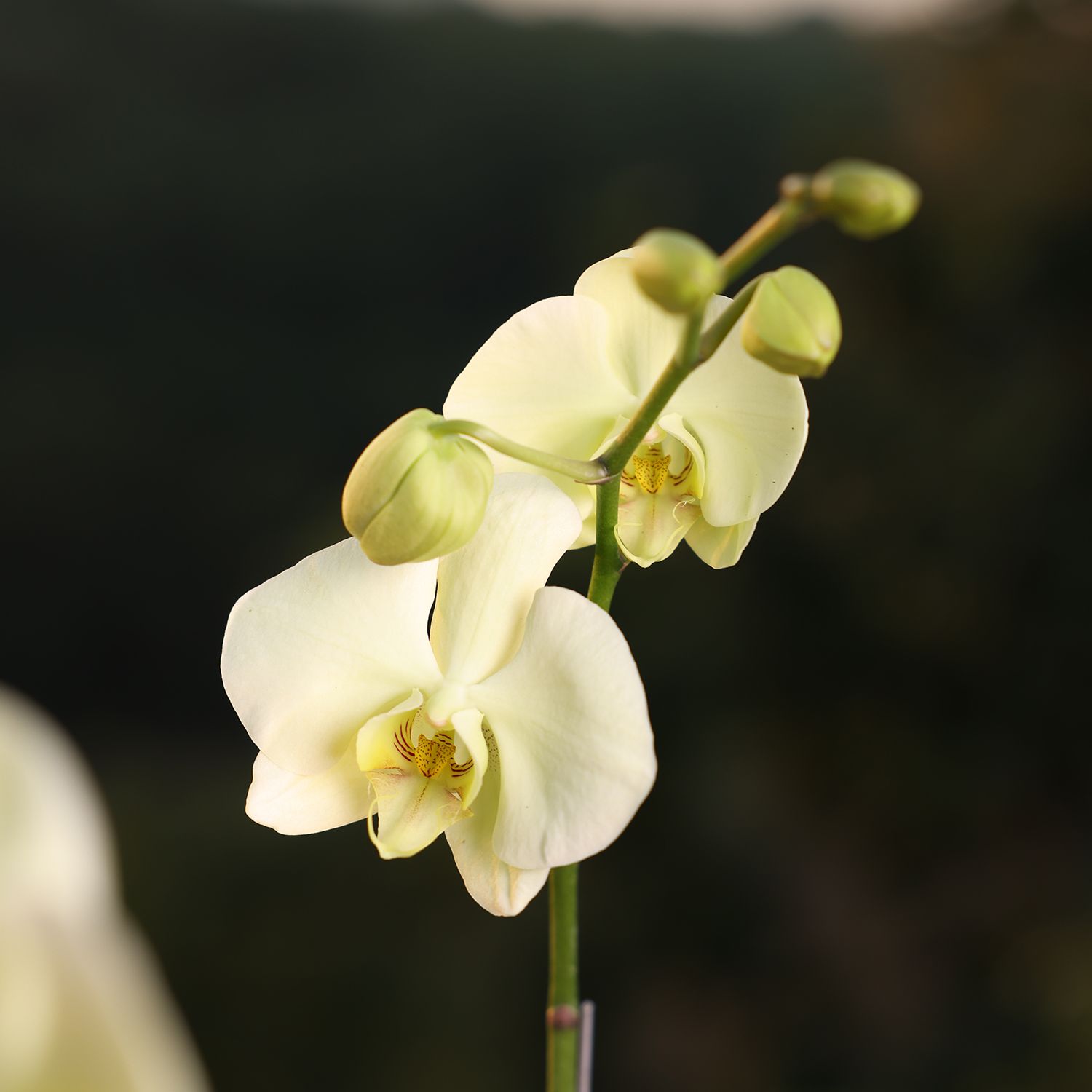 Lemon Phalaenopsis Orchids Flower Plants_1