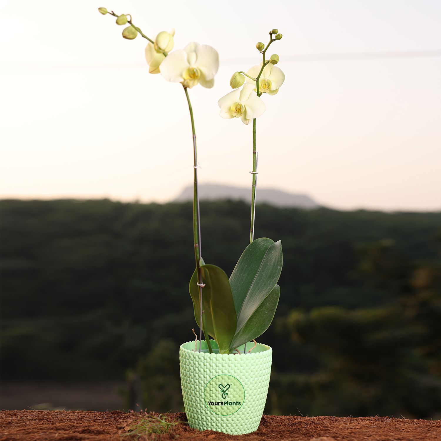 Lemon Phalaenopsis Orchids Flower Plants_0