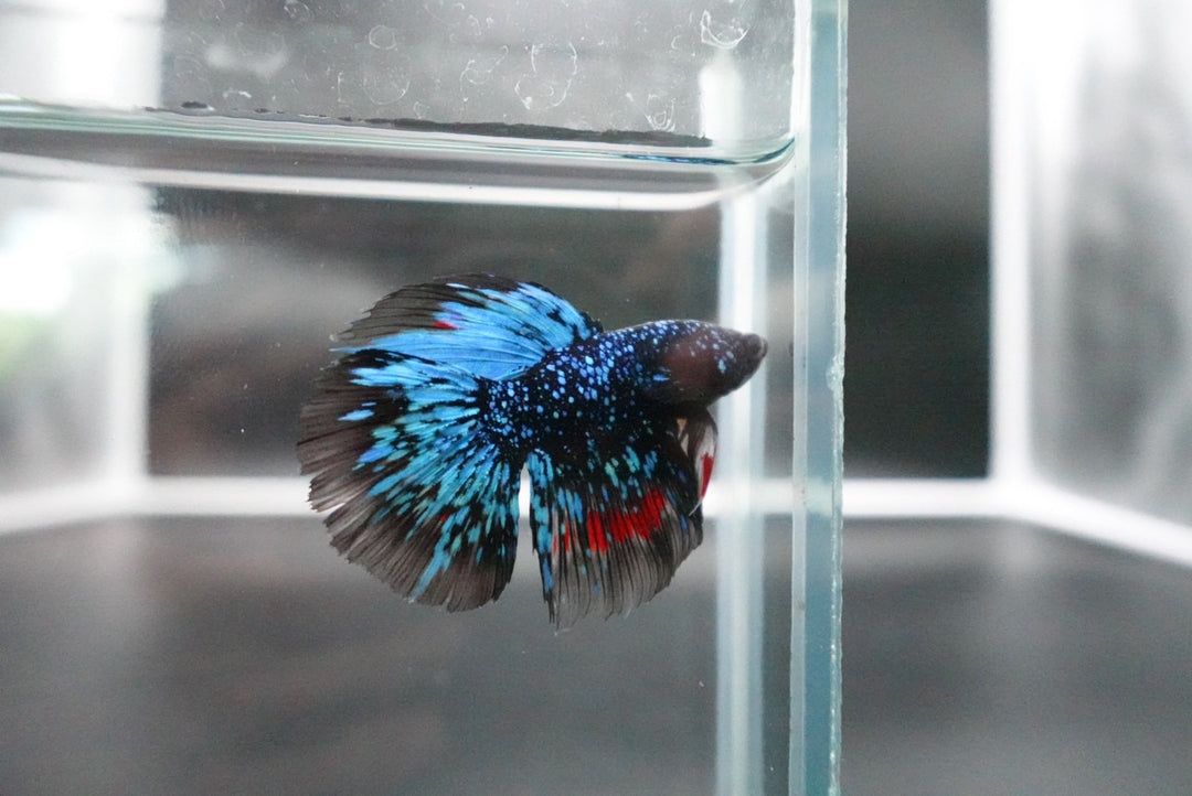 BETTA MALE HALFMOON BLACK STAR GALAXY_0