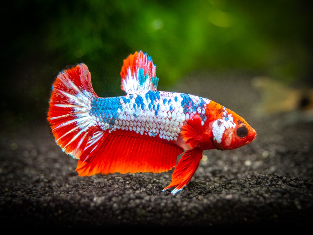 BETTA PAIR FANCY_0