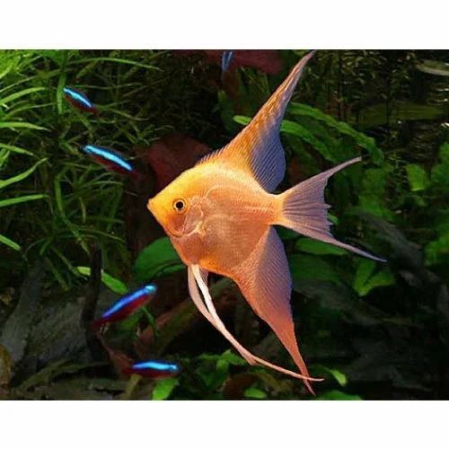 ANGEL VEILTAIL GOLDEN _0