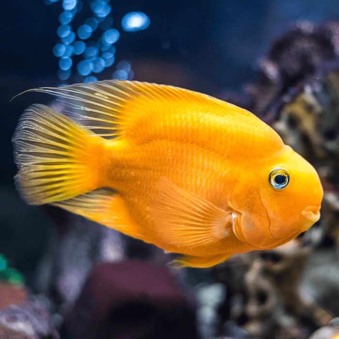 CICHLID PARROT YELLOW _0
