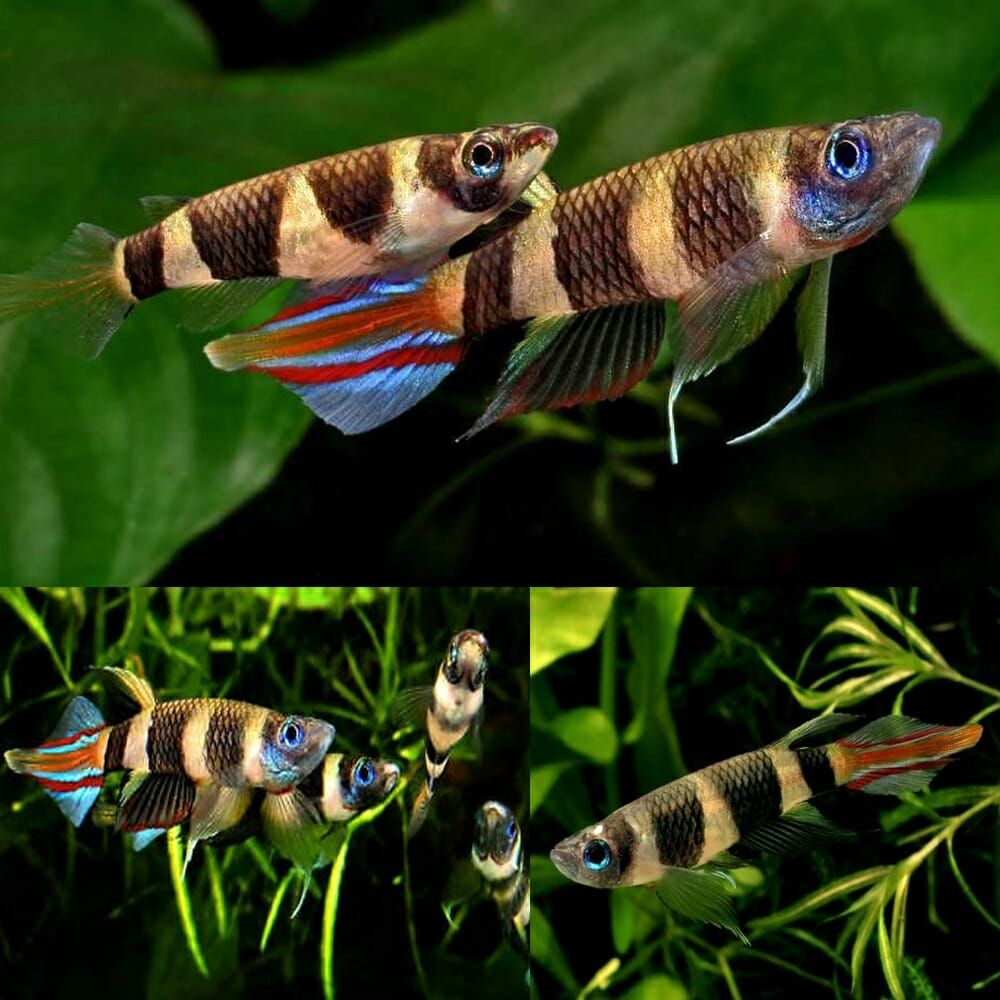 KILLIFISH CLOWN_0