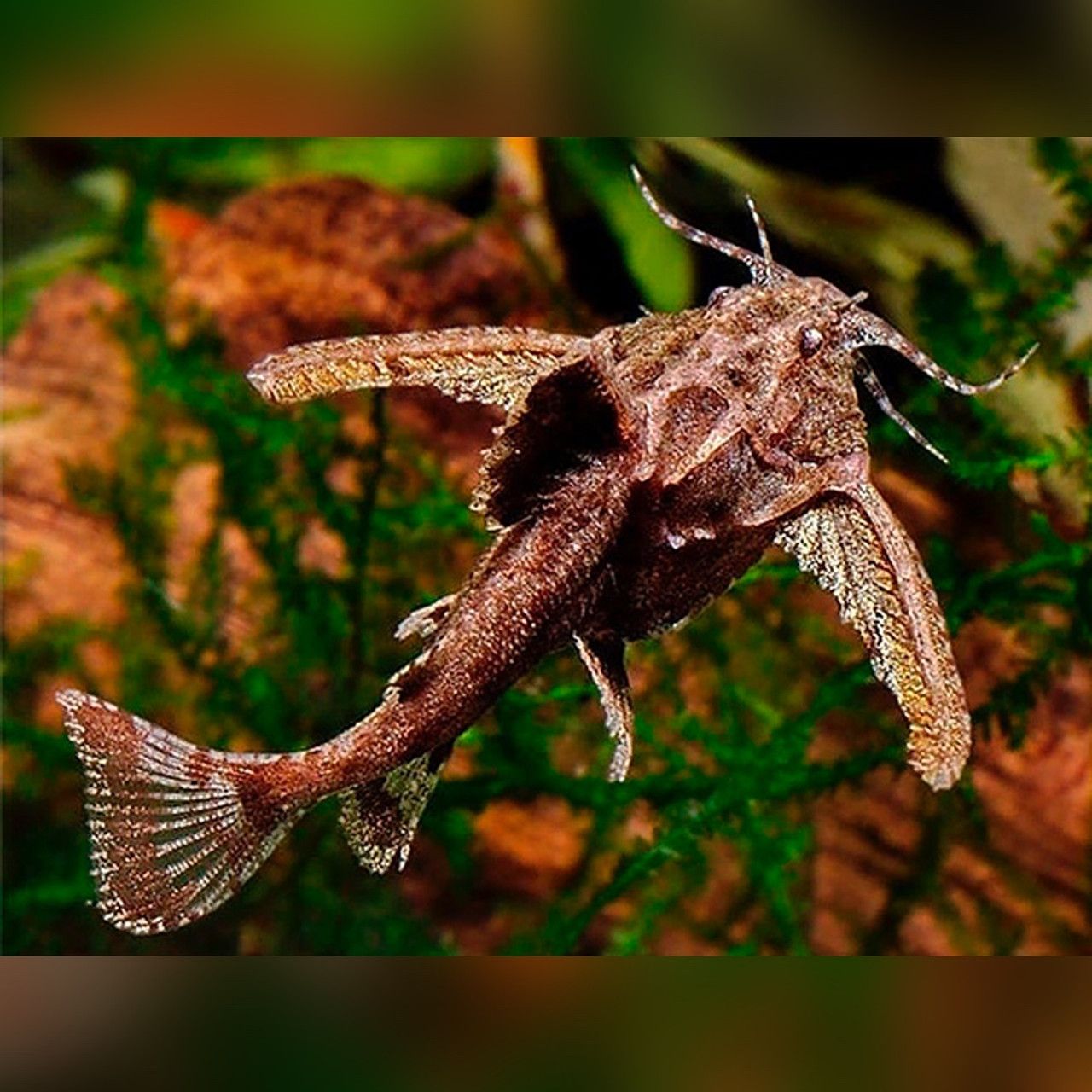 CATFISH HARA JERDONI _0