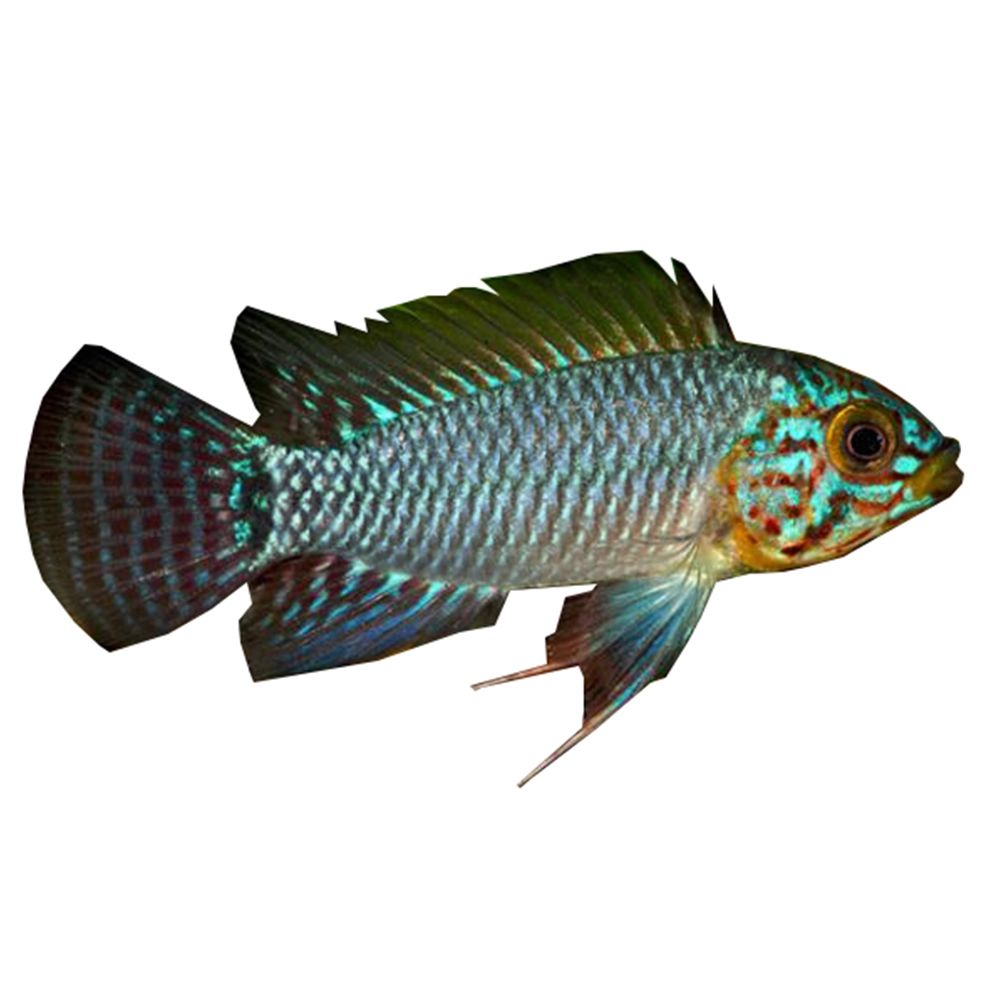 CICHLID DWARF APISTOGRAMMA BLUE STEEL BORELLI_0