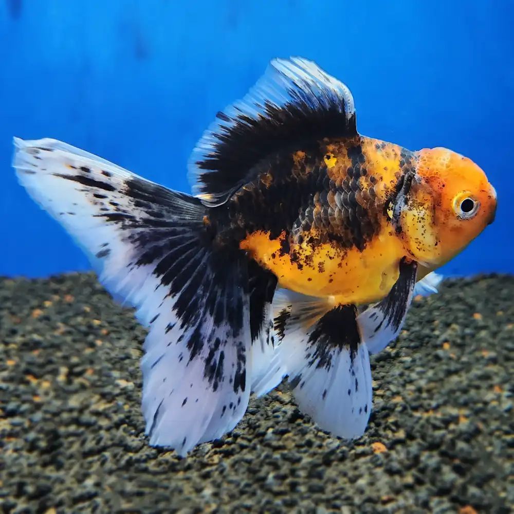 GOLDFISH - ORANDA TIGER CALICO SHORT TAIL_0