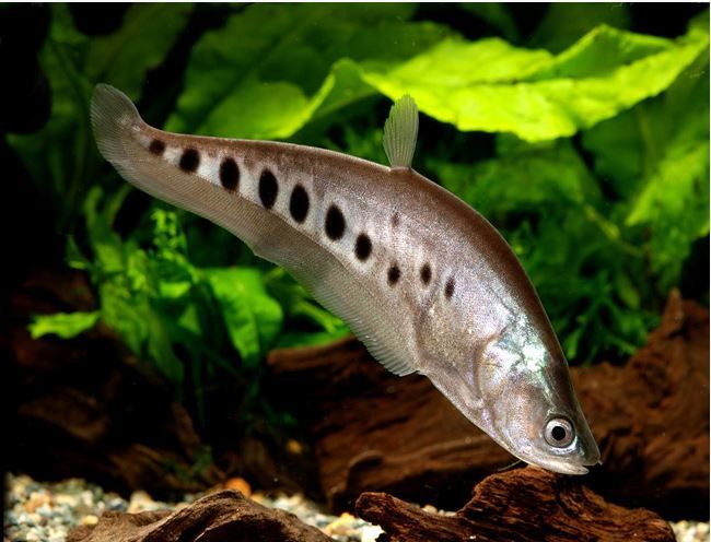 KNIFE FISH CLOWN_0