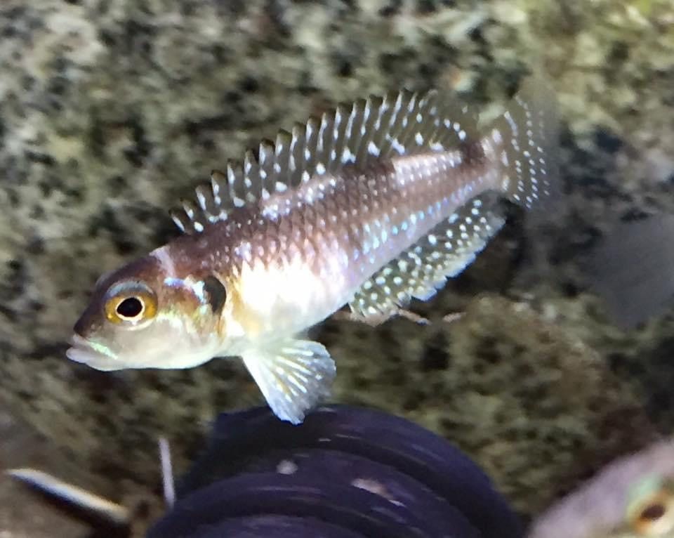 CICHLID PEARLY LAMPROLOGUS GOLDEN CALVIS_0