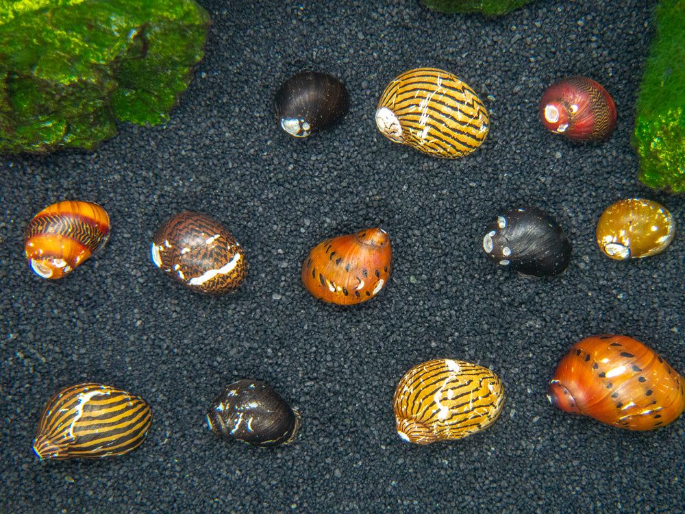SNAIL COLOUR ASSORTED_0