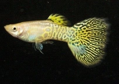 GUPPY MALE LUMI0US YELLOW COBRA_0