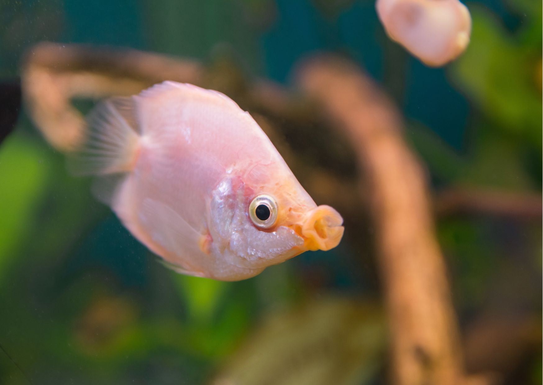 GOURAMI PINK KISSING  _0