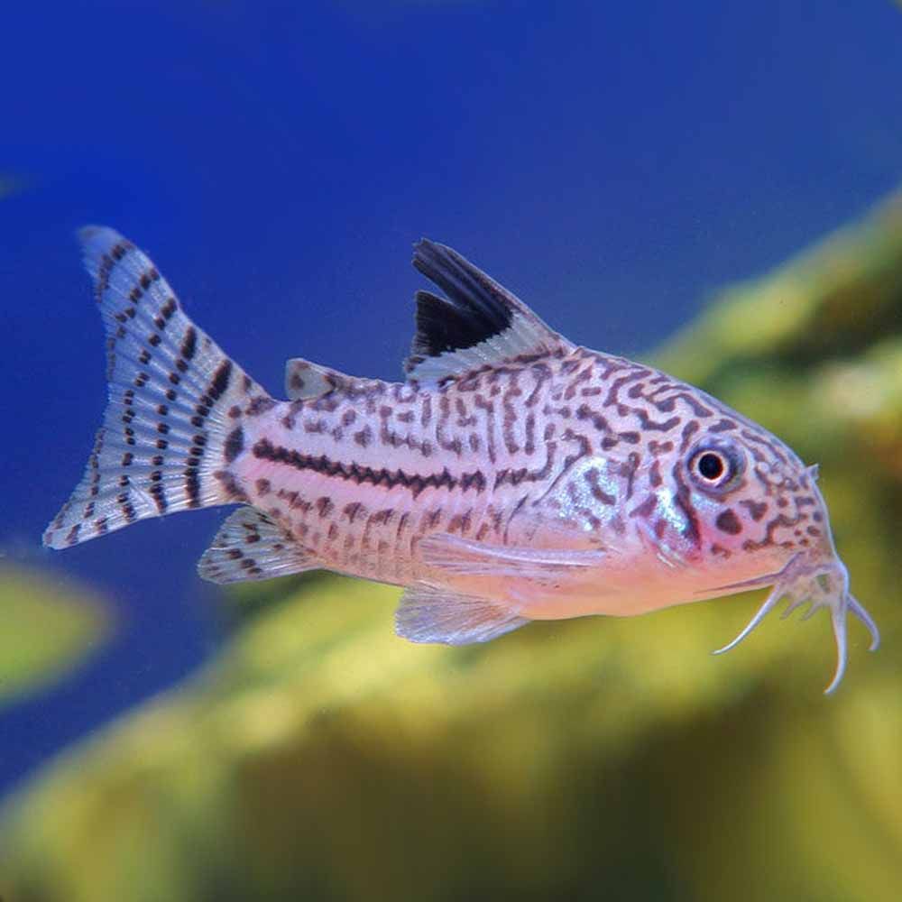 CORYDORAS THREE LINED_0