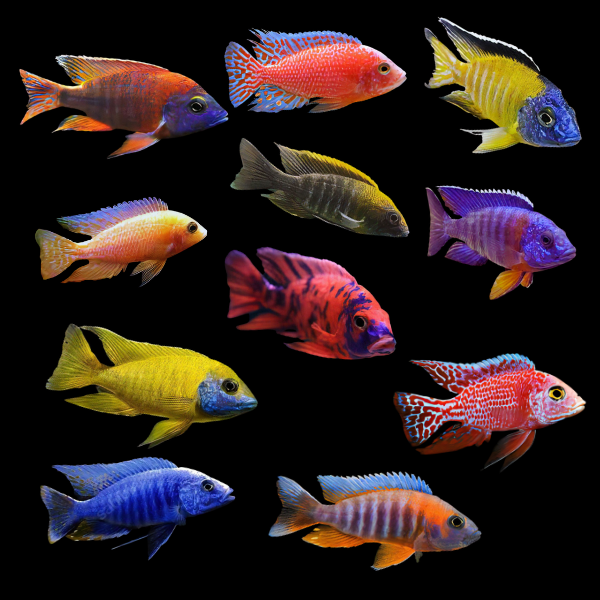 CICHLID AULU0CARA PEACOCK ASSORTED HQ_0