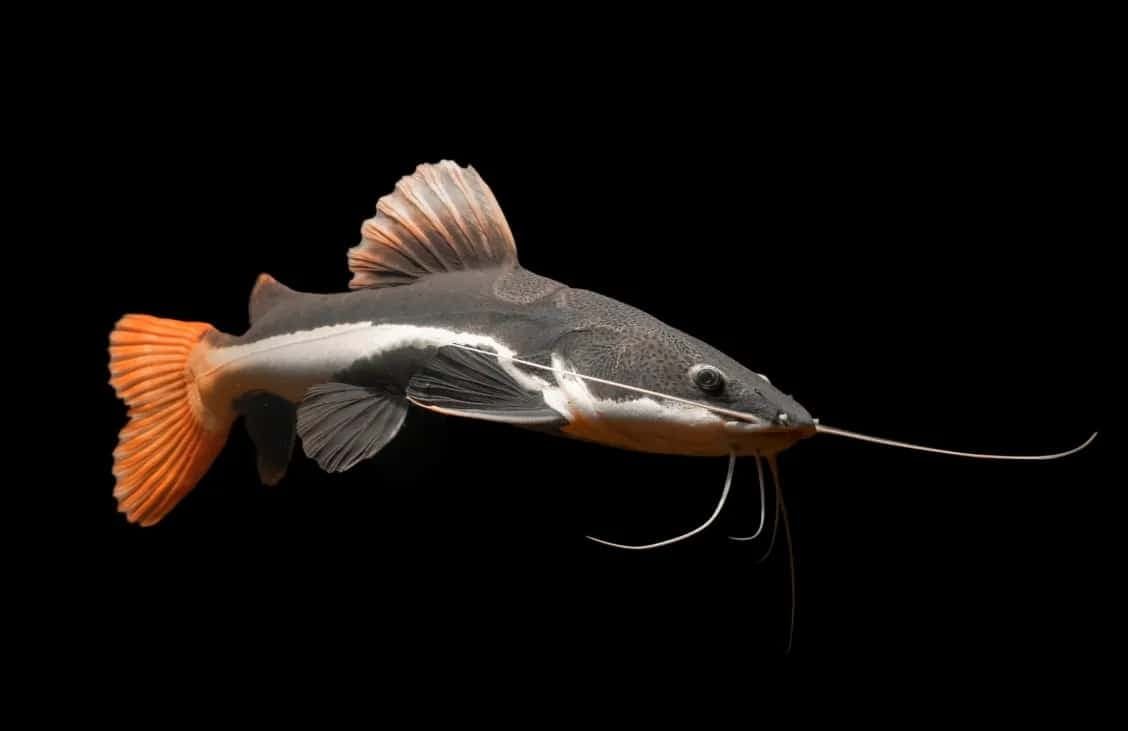 CATFISH REDTAIL _0