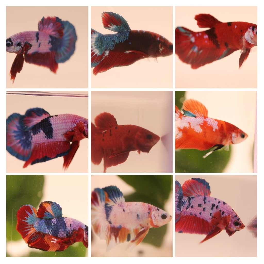 BETTA MALE ASSORTED PLAKAT_0
