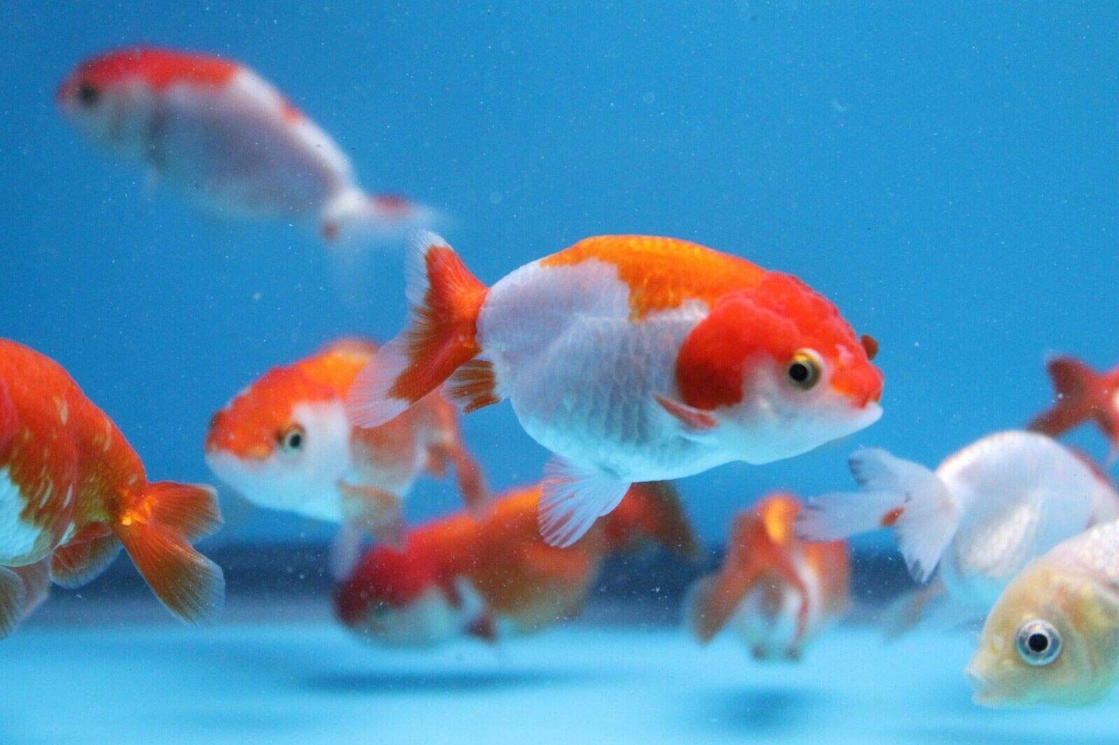 GOLDFISH - RANCHU RED & WHITE_0