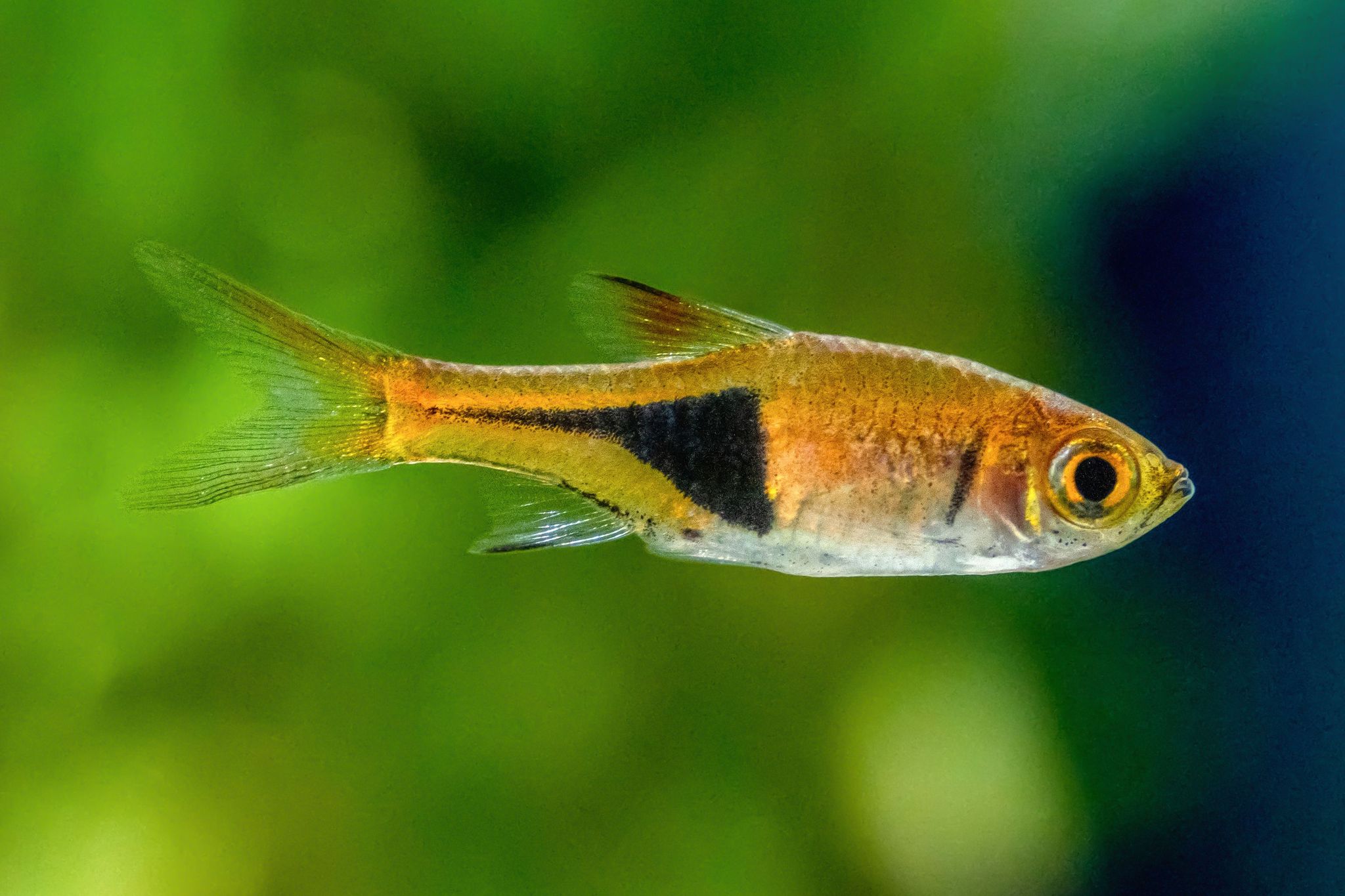 RASBORA HARLEQUIN_0