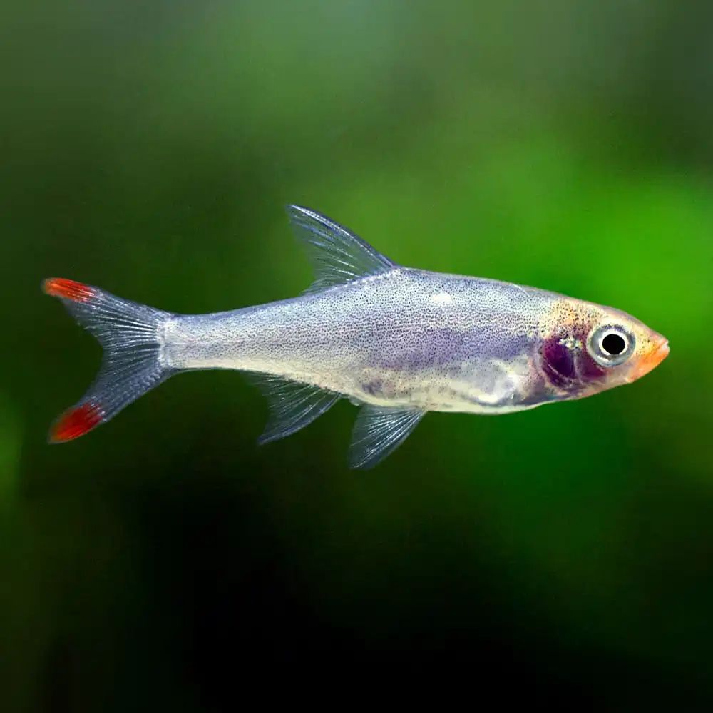 RASBORA SAWBWA_0