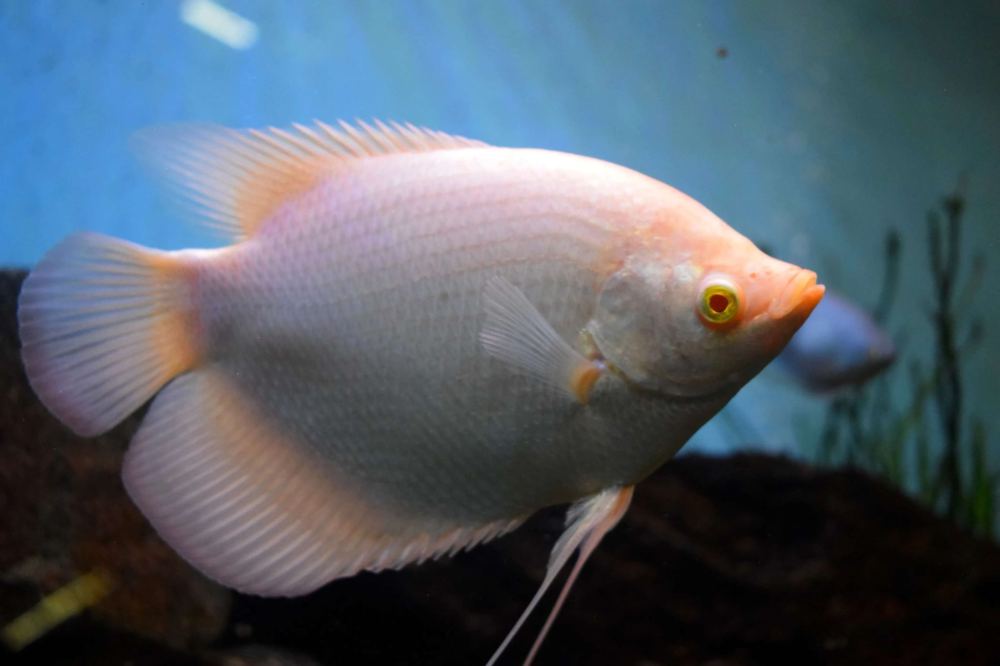 GOURAMI GIANT ALBI0_0