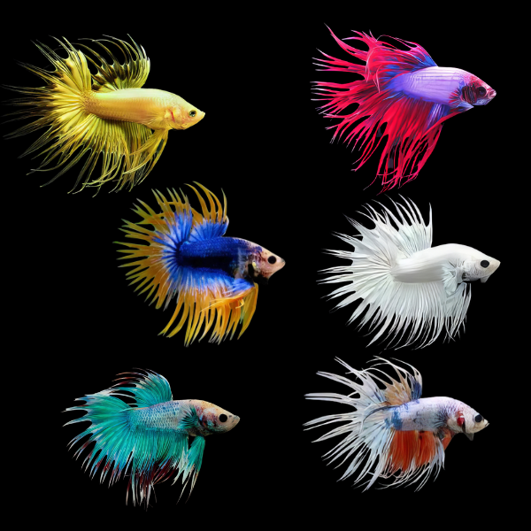 BETTA MALE ASSORTED CROWNTAIL_0
