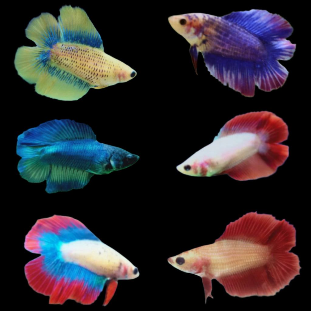 BETTA FEMALE ASSORTED HALFMOON DOUBLETAIL_0