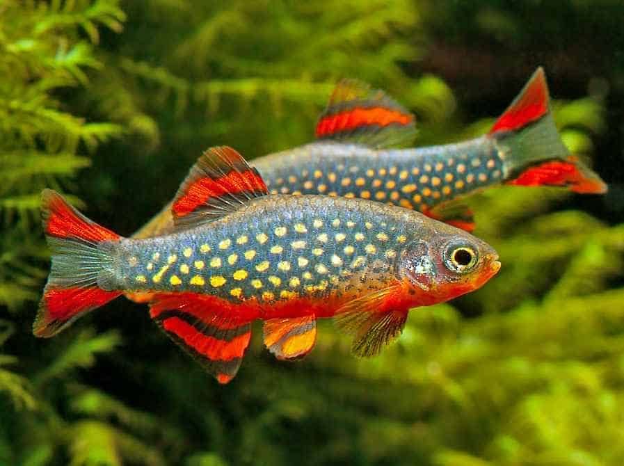 RASBORA MICRO GALAXY_0