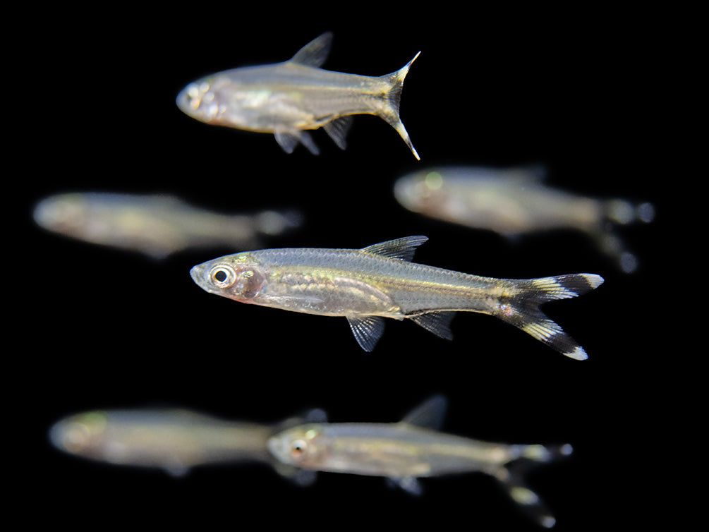 RASBORA SCISSORTAIL_0
