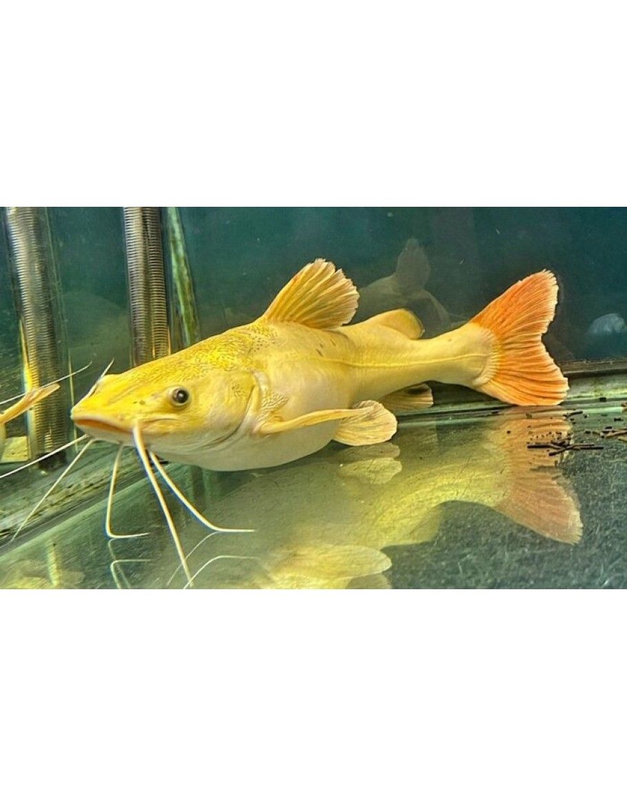 CATFISH REDTAIL GOLDEN PANDA_0