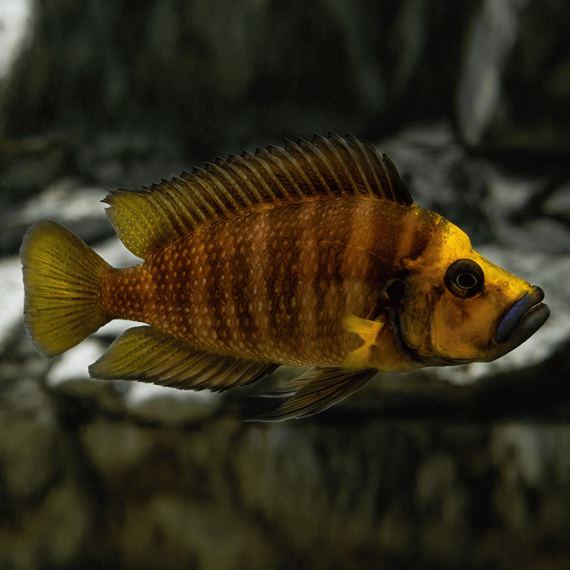 CICHLID GOLDEN HEAD COMPRESSICEPS "ZAMBIA TANZANIA"_0