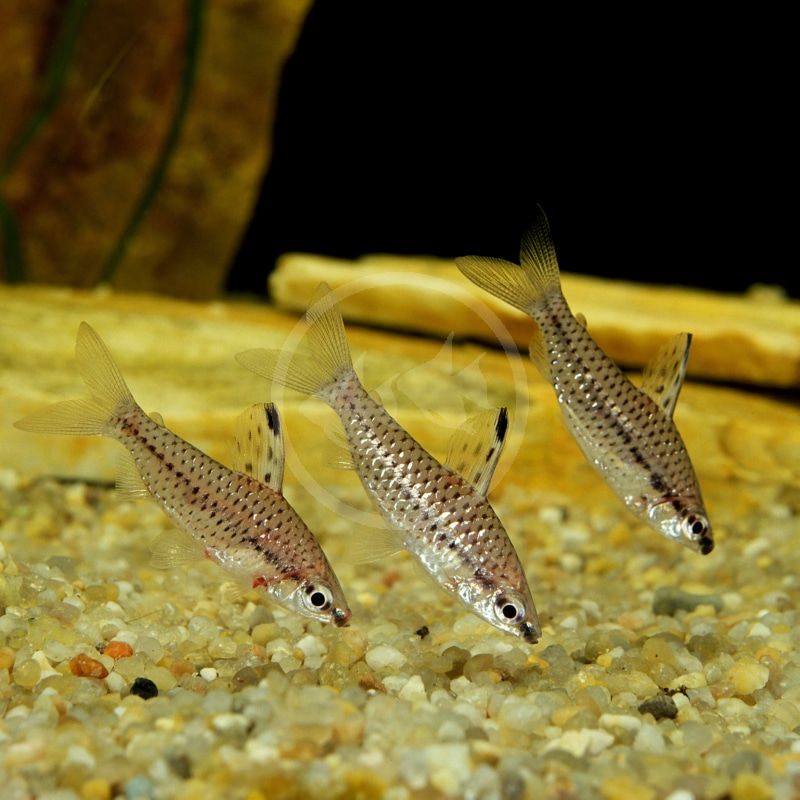 HEADSTANDER SPOTTED_0