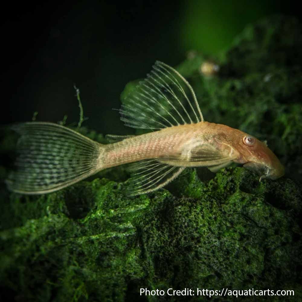 ANCISTRUS ALBI0 LONGFIN_0