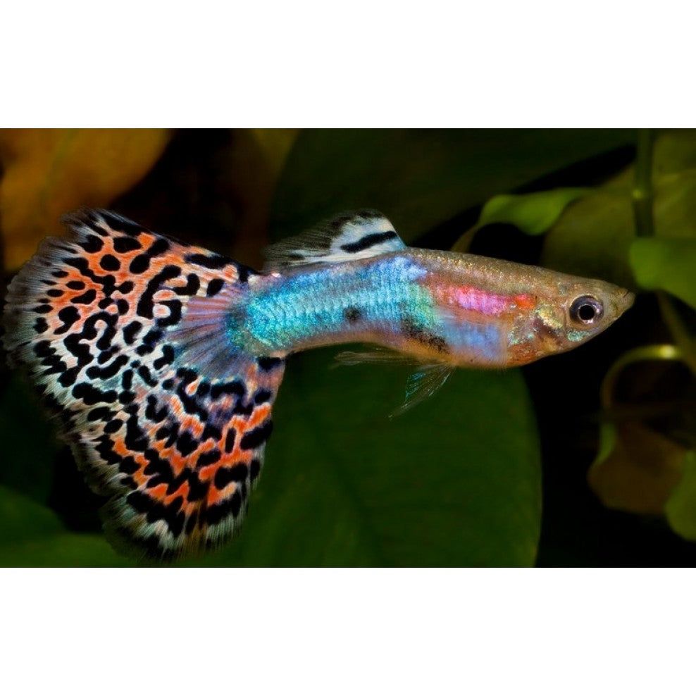 GUPPY MALE PURPLE RAINBOW_0