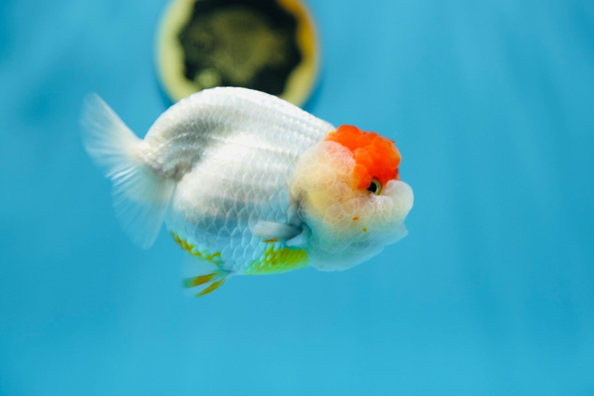 GOLDFISH - RANCHU TANCHO_0