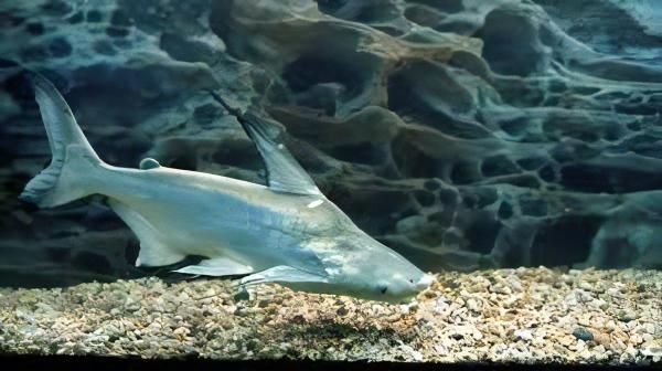 PANGASIUS HI FIN SHORT BODY_0