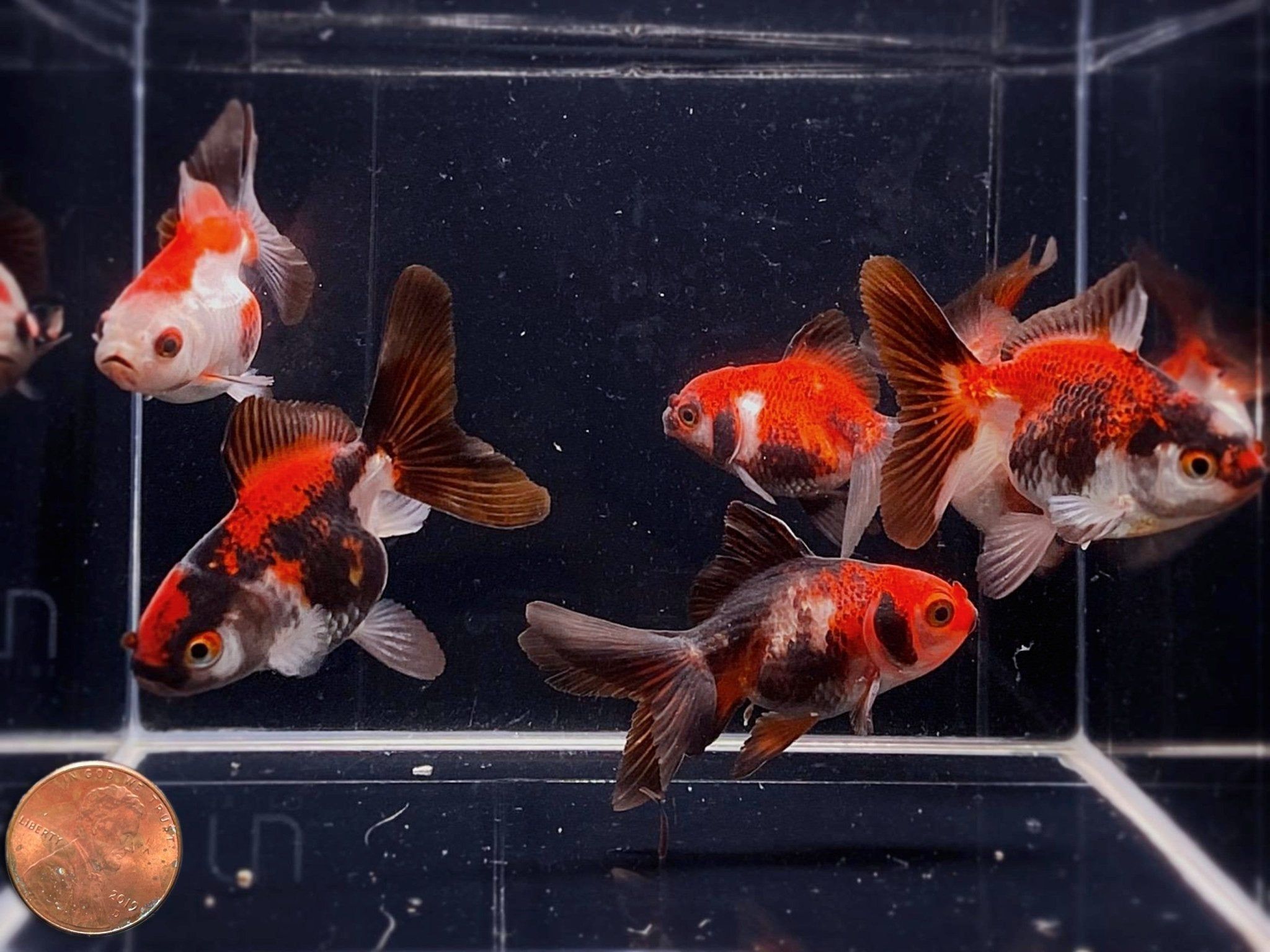 GOLDFISH - ORANDA TRICOLOR_0