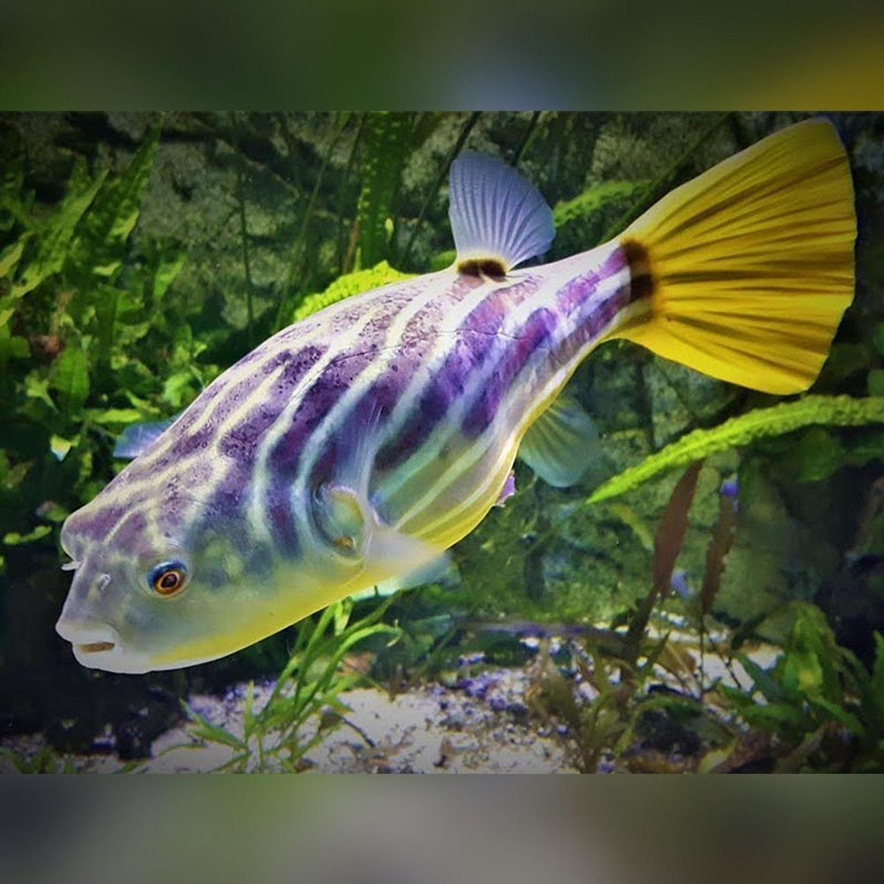 PUFFER FAHAKA_0