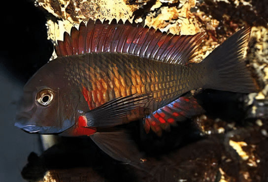 CICHLID TROPHEUS FIRE CRACKER GOLDEN MOLIRO_0