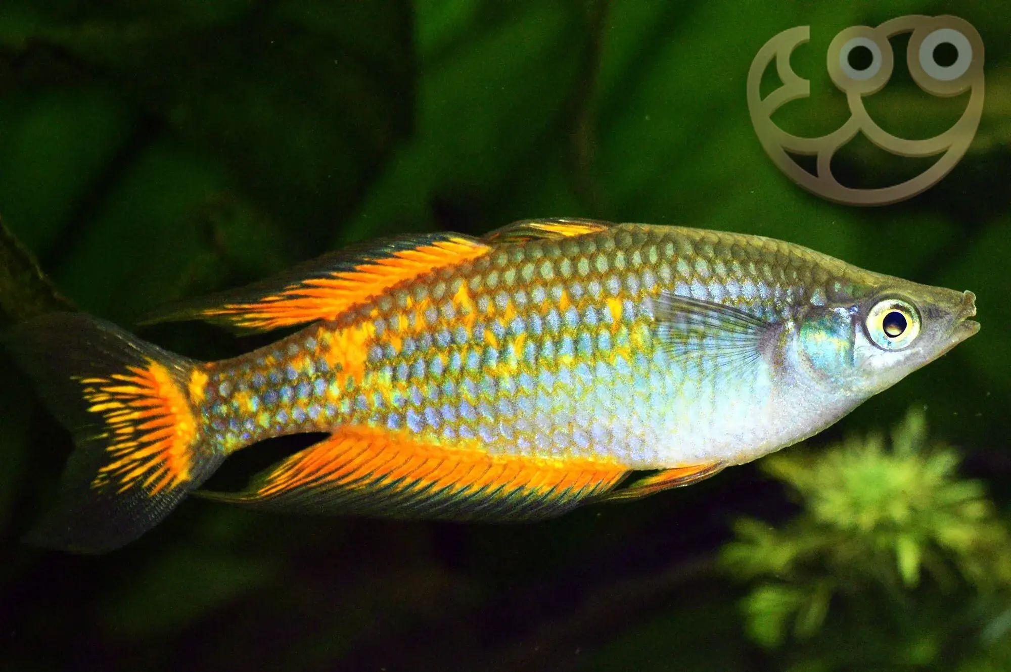RAINBOWFISH  PARKINSONS_0