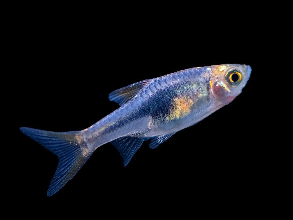 RASBORA HARLEQUIN PURPLE_0