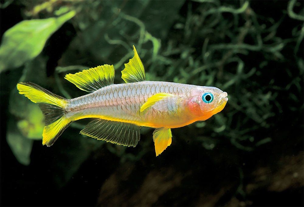 RAINBOWFISH FORKTAIL_0