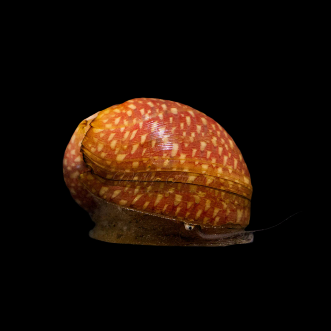 SNAIL NERITE STRIPED PUMPKIN_0