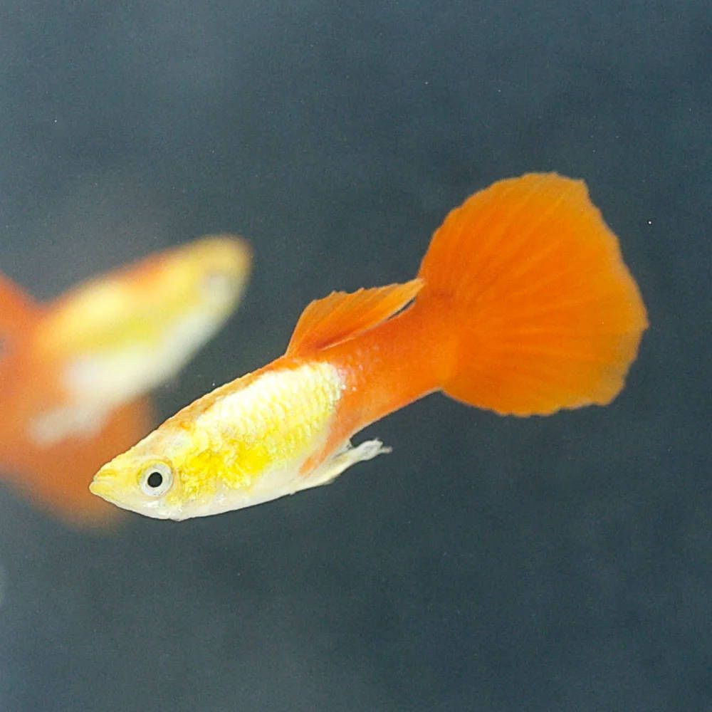 GUPPY MALE GOLDEN HEAD_0