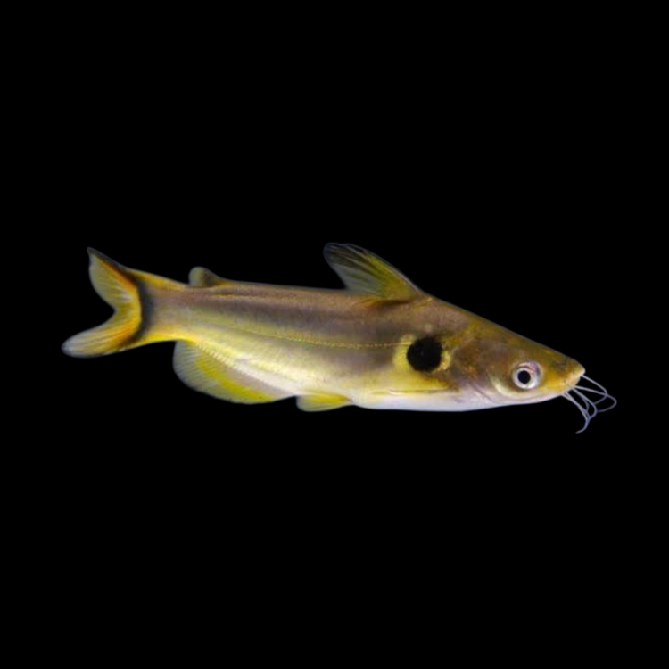 CATFISH GOLDEN SPOT / SUN_0