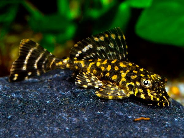 PLECO GOLD SPOT_0