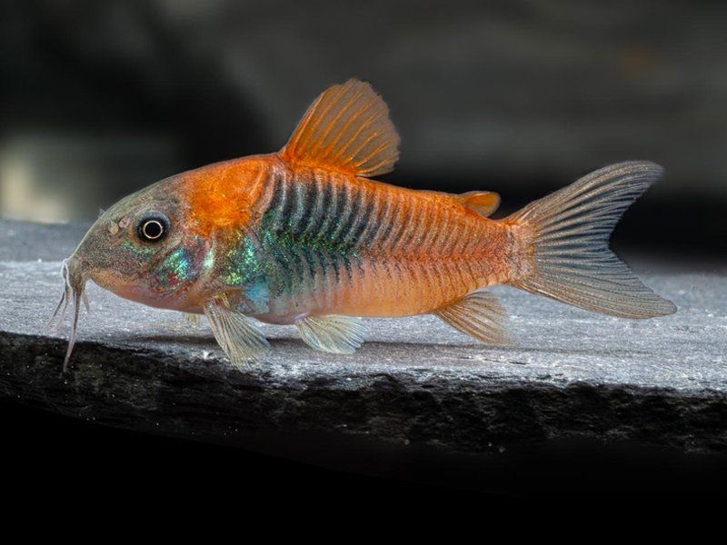 CORYDORAS ORANGE VENEZUELA_0